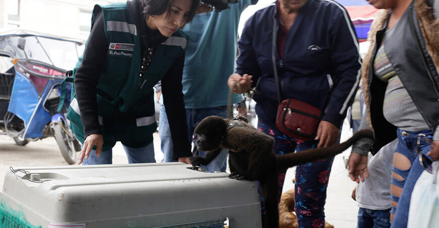 Serfor exhorta a la ciudadanía a no adquirir animales silvestres en fiestas navideñas 