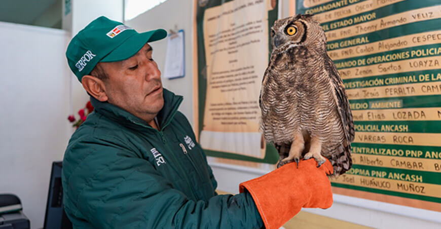 Serfor recuperó ejemplares de fauna silvestre afectados por actividad humana Áncash Perú