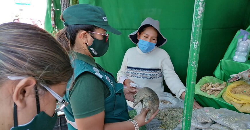 Serfor alerta sobre el uso ilegal del quirquincho en rituales de fin de año