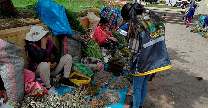Serfor exhorta a evitar el musgo y proteger los ecosistemas en fiestas navideñas
