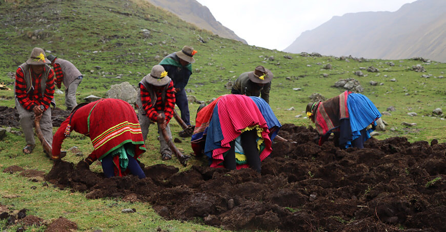 Instalaron más de 50 variedades de papa nativa en la Zona de Agrobiodiversidad Paymakis Apurímac productores conservacionista INIA Perú