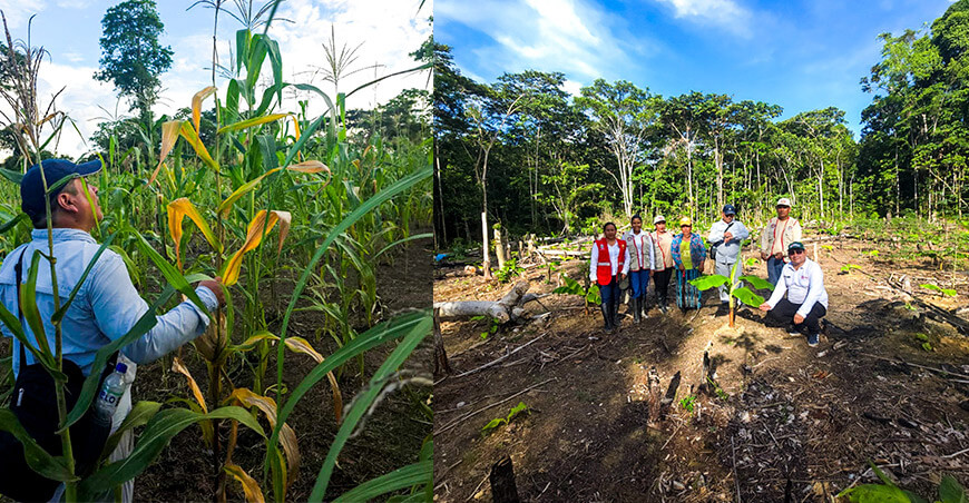 Sierra Azul impulsa desarrollo agrícola en Loreto con proyecto de fortalecimiento productivo de maíz y plátano