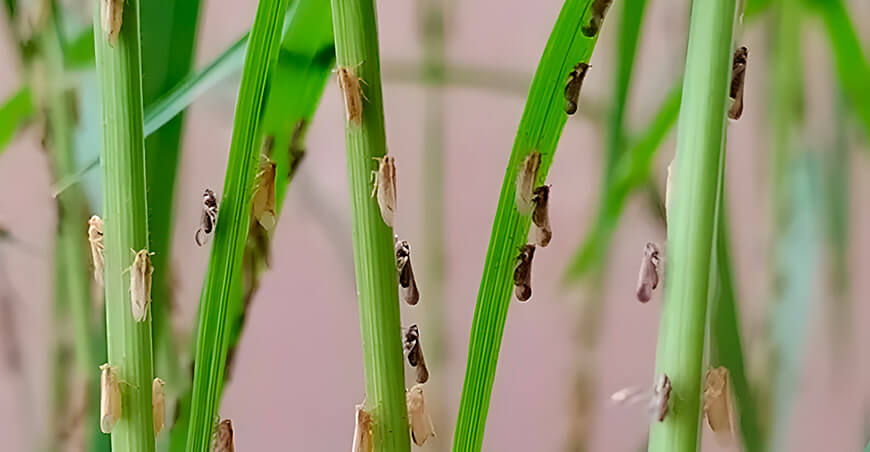 Cuidado con la sogata en el arroz Perú
