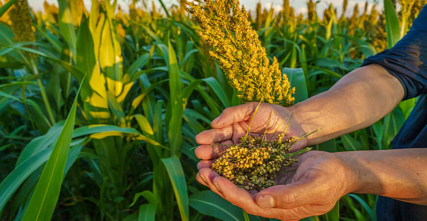 sorgo de Brasil
