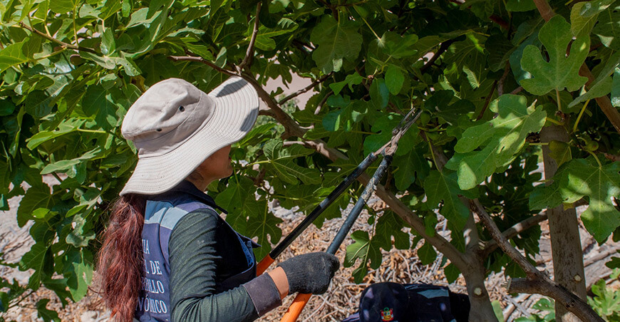 Refuerzan acciones fitosanitarias para proteger la producción del Valle de Cinto frente a la mosca de la fruta Tacna Perú