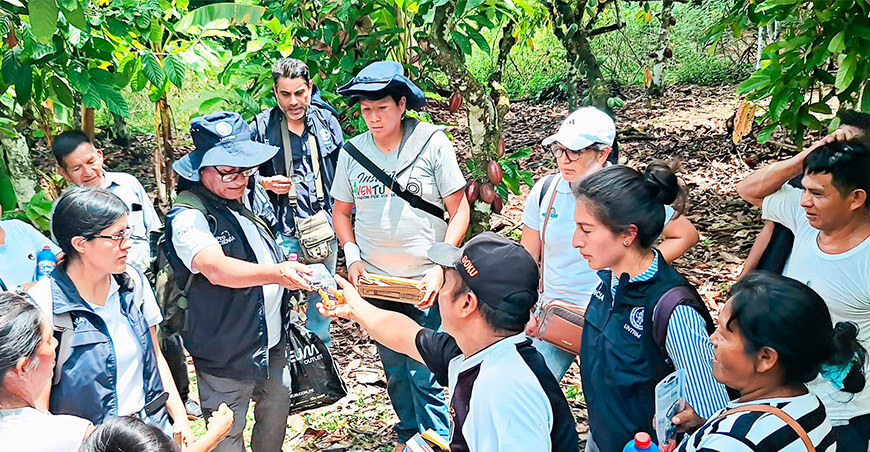 Investigación destaca el valor del conocimiento Awajún en la producción sostenible de cacao nativo