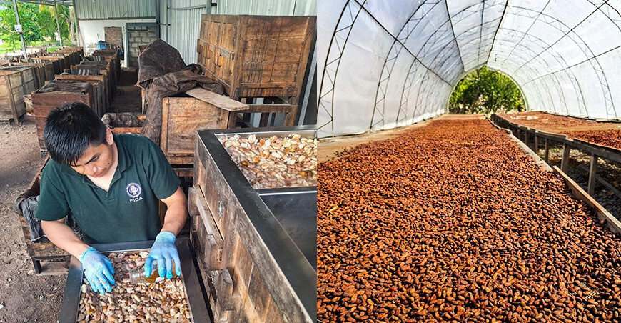 UNTRM impulsa proyecto científico para elevar la calidad del cacao peruano