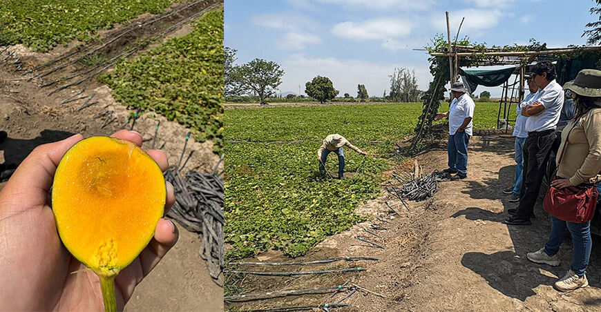 Impulsan cultivo de zapallo loche en Chepén para fortalecer la agricultura familiar La Libertad Perú