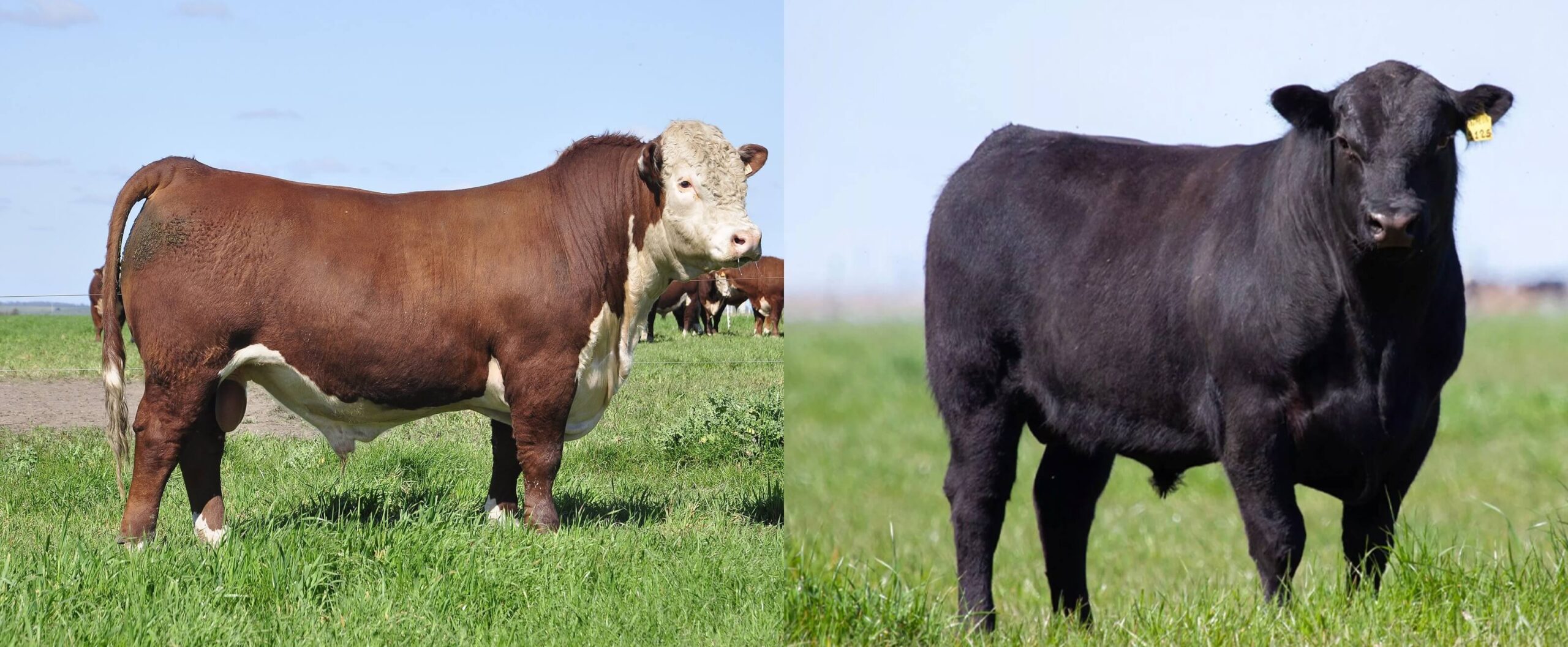 Hereford y Angus: Son dos razas que destacan por su especialización en carne de calidad. Ambas muestran buen desempeño, especialmente,en el trópico, siempre que se manejen dentro de las condiciones adecuadas.