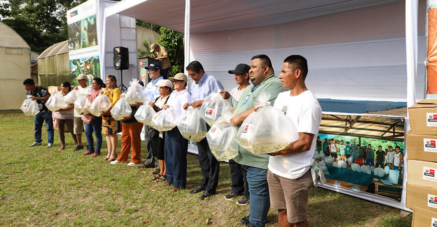IIAP entregó 71 400 alevinos de gamitana a 19 comunidades de Loreto