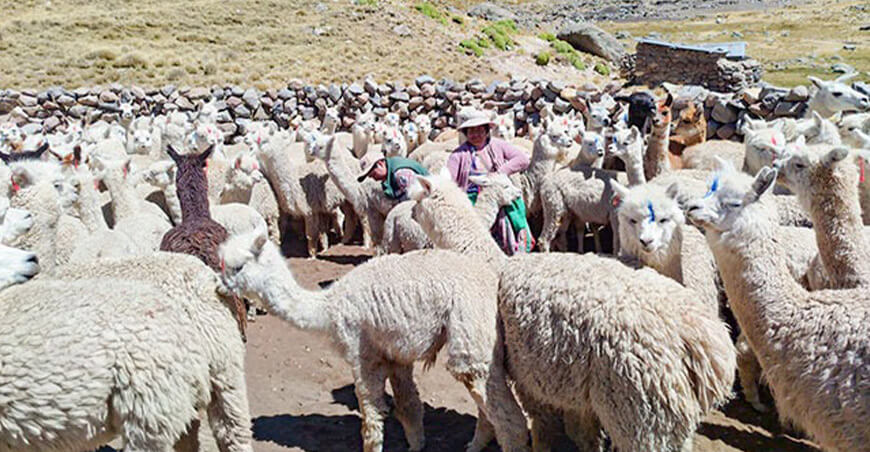 Agro Rural dosificación alpacas Perú