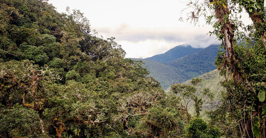 Huancavelica busca establecer su segunda área de conservación regional Los “Bosques de Neblina Mirayar”