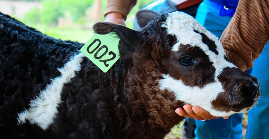 becerros nacidos por inseminación artificial Tamburco Apurímac Perú
