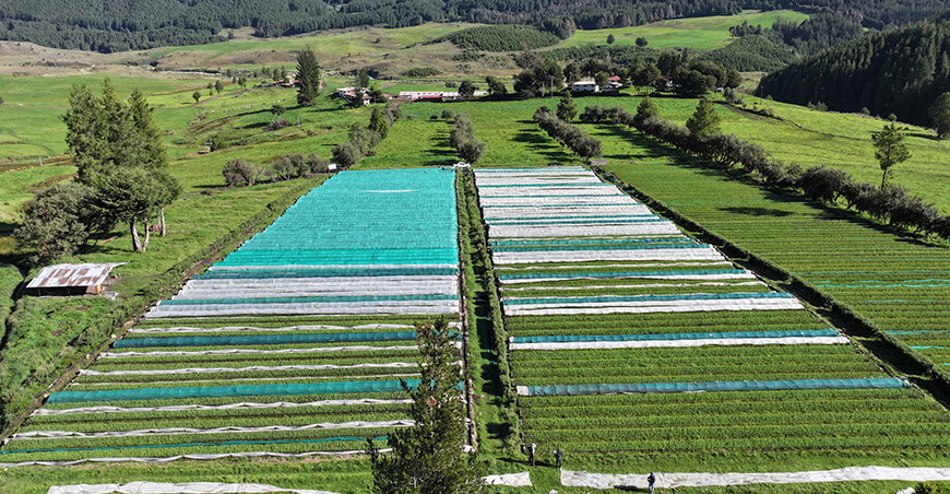 Cajamarca impulsa la reforestación producción plantones forestales Perú