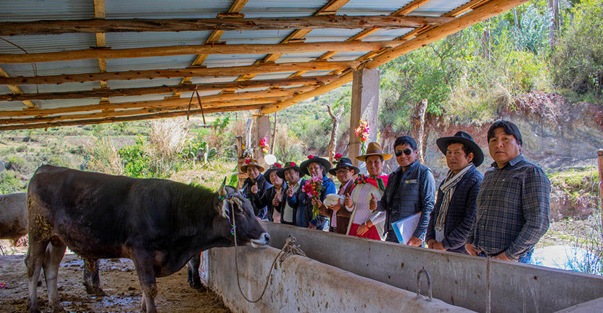 Entregaron 50 cobertizos para vacunos en Huanoquite Cusco Perú