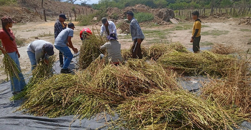 cosecha ajonjolí Piura Perú