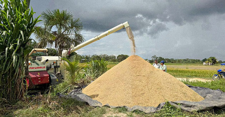 cosecha de arroz cáscara Loreto Perú