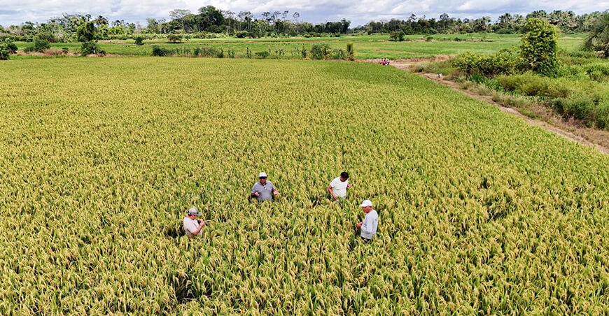Valle del Shanusi cultivo de arroz Loreto Perú