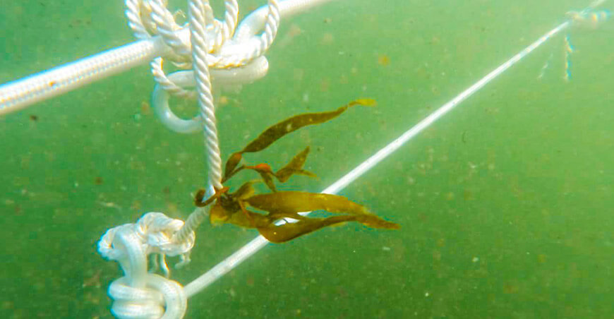 Culminaron con éxito cultivo de macroalga para fortalecer el desarrollo pesquero Arequipa