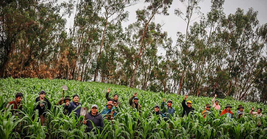 Ejecución del proyecto Maíz Amiláceo fortalece la producción y rentabilidad agrícola en Apurímac