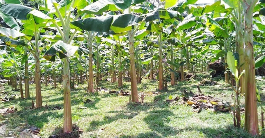 cultivo de plátano Loreto Perú