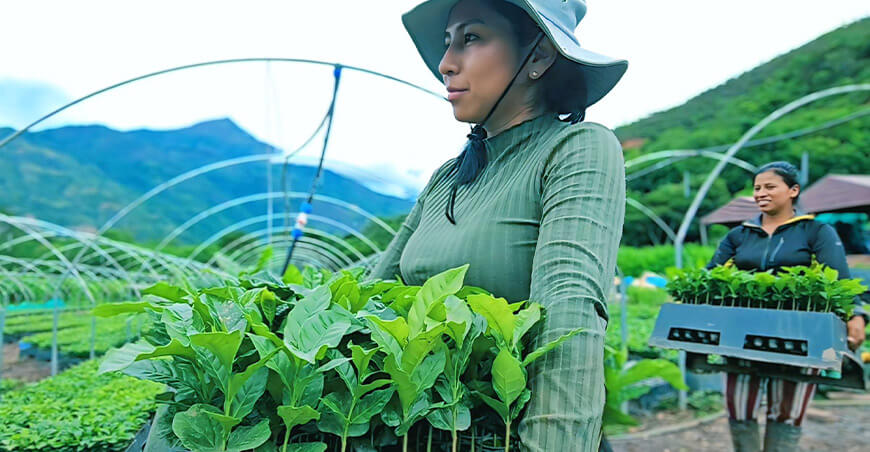 entregan plantones de café a productores de Cusco