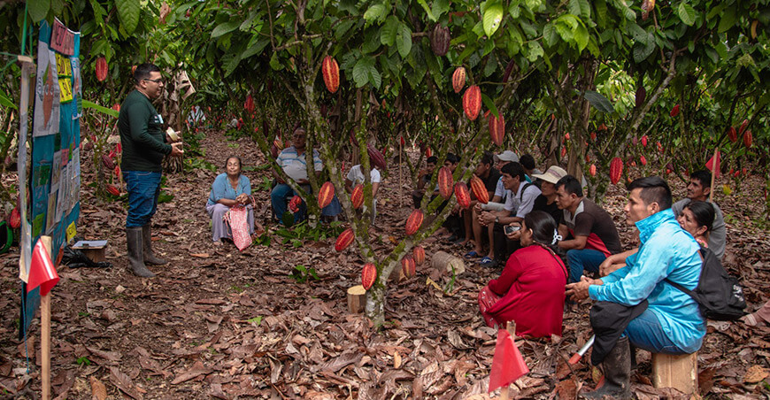 Cacao del Alto Huallaga alcanza sostenibilidad productiva de 850 kg/ha con asistencia de Devida Huánuco Perú