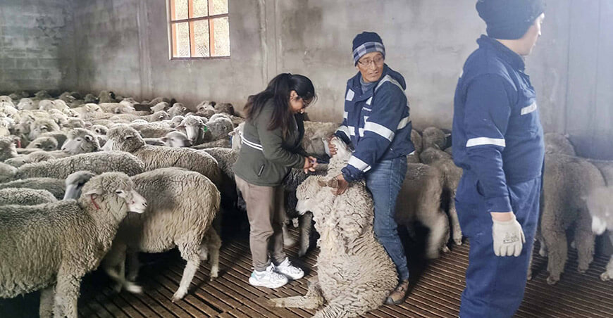 Protegen la sanidad de 800 ovinos en San Juan Bautista de Pachachaca Junín Perú
