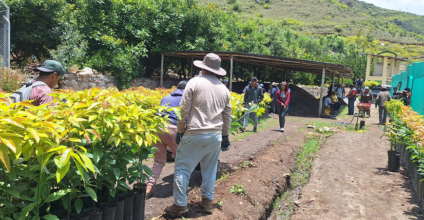 Entregaron plantones de palto injertados a asociaciones agrarias de Coyllurqui Apurímac Perú