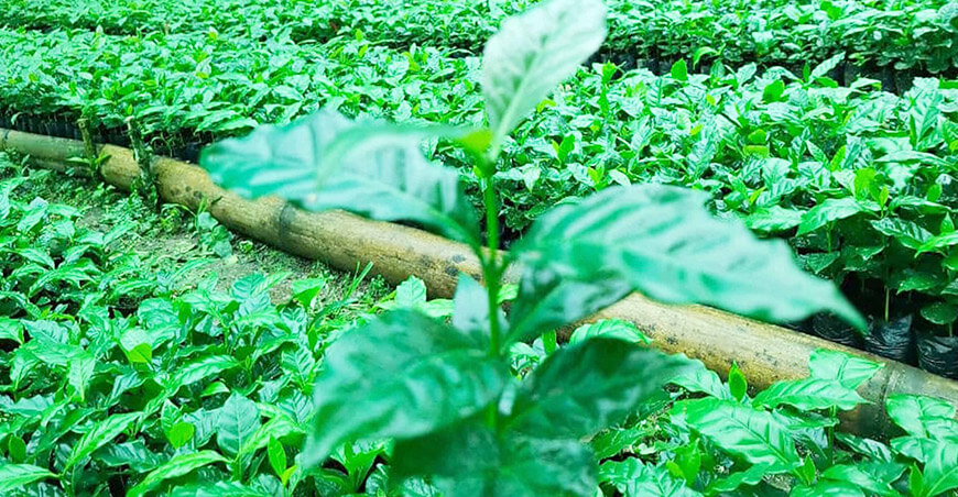 Impulsan la renovación cafetalera con la entrega de 32 000 plantones en Chanchamayo Junín Perú
