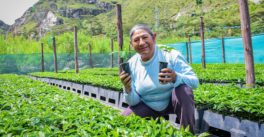 Entregaron 48 000 plantones de café de alta calidad a familias productoras de Machupicchu Cusco Perú