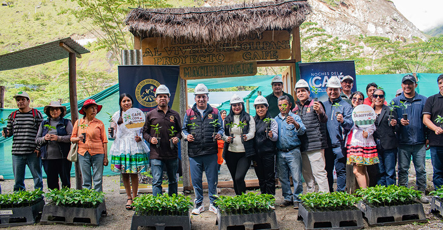 Entregaron 48 000 plantones de café de alta calidad a familias productoras de Machupicchu Cusco Perú