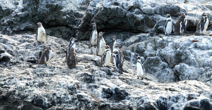 Serfor refuerza acciones de protección de la fauna silvestre marina ante reportes ciudadanos Perú