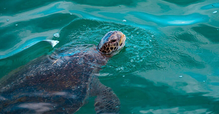 Serfor refuerza acciones de protección de la fauna silvestre marina ante reportes ciudadanos Perú