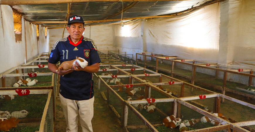 Foncodes proyecto Haku Wiñay productores de cuyes Áncash Perú