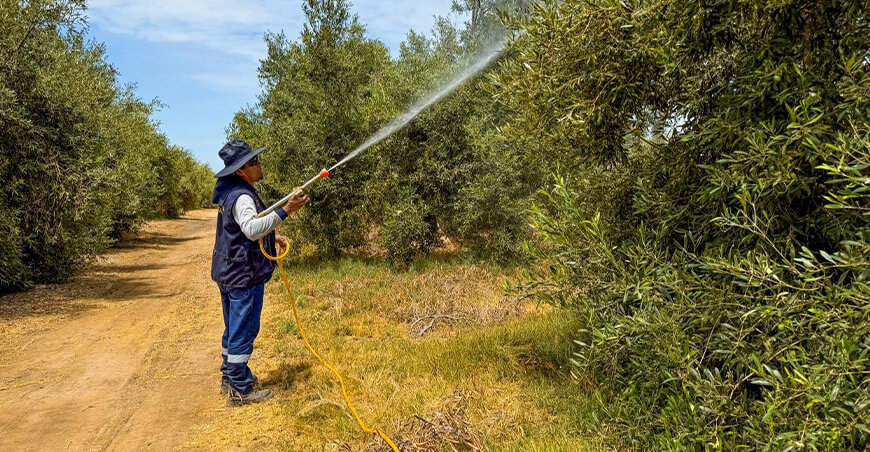 Fumigarán y lavarán más de 200 hectáreas de olivo para mejorar la sanidad del cultivo Tacna Perú