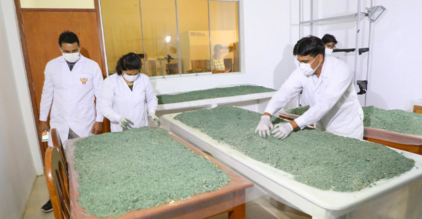 Trichoderma fortalece las defensas de las plantas frente al ataque de enfermedades, mejora la germinación y el desarrollo