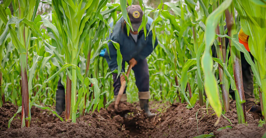 Ejecución del proyecto Maíz Amiláceo fortalece la producción y rentabilidad agrícola en Apurímac