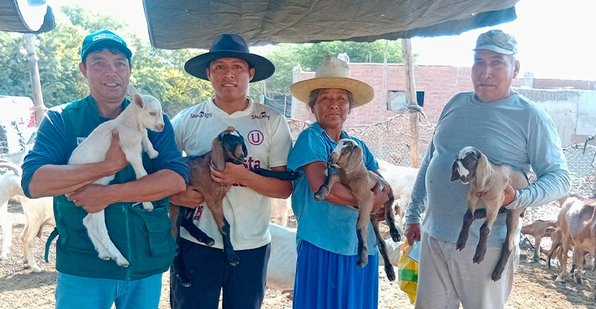 nacimiento de 29 crías de cabra con alta calidad genética mediante inseminación artificial INIA Perú