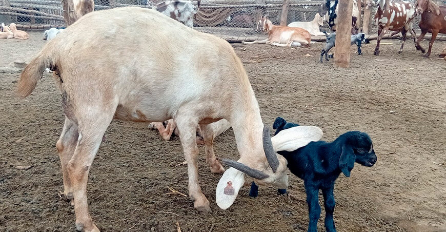 nacimiento de 29 crías de cabra con alta calidad genética mediante inseminación artificial INIA Perú