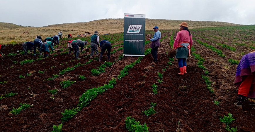 INIA impulsa la producción de semillas de papa de alta calidad en Chupaca Junín Perú