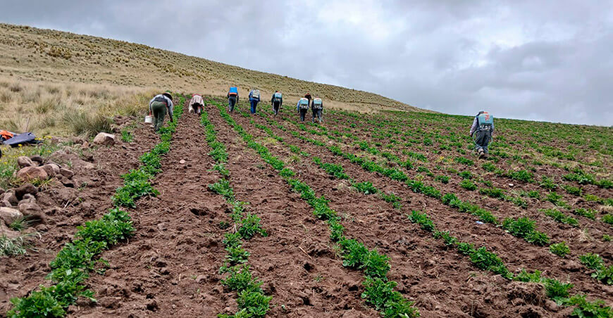 INIA impulsa la producción de semillas de papa de alta calidad en Chupaca Junín Perú
