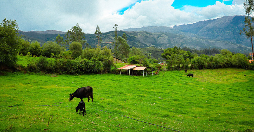 inseminación artificial bovinos Tamburco Apurímac Perú 