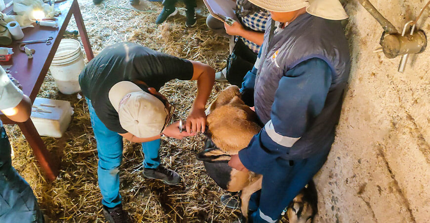 inseminación ovinos Arequipa Perú