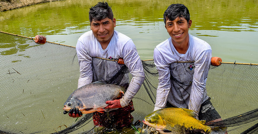 ITP aprobó la creación de la Unidad Técnica Acuícola Vraem productores peces amazónicos Perú