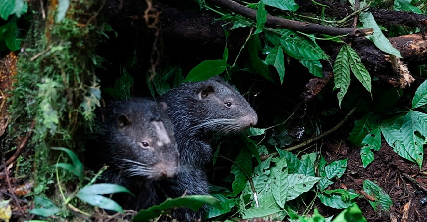 Dos macheteros retornan a su hábitat natural en la concesión para conservación Sacha Causay Junín Perú