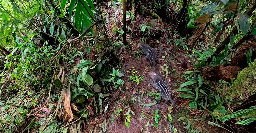 Dos macheteros retornan a su hábitat natural en la concesión para conservación Sacha Causay Junín Perú
