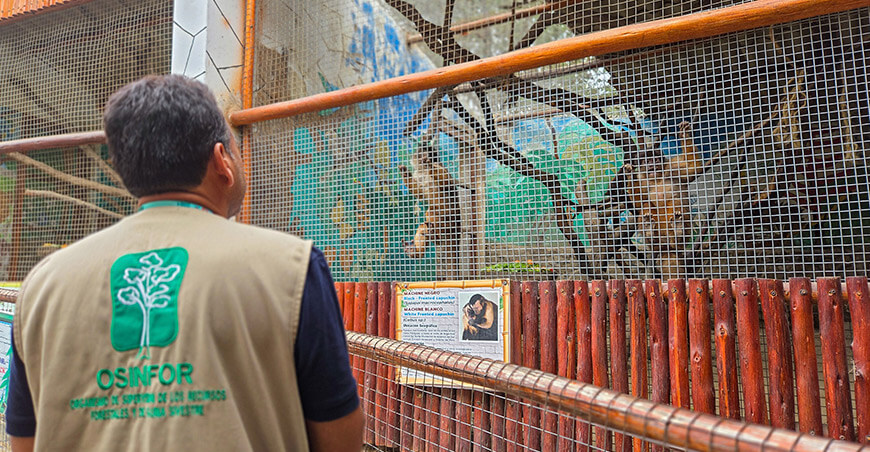 Supervisión a centros de cría aseguró el bienestar de más de 6000 animales silvestres en 2025 Osinfor Perú