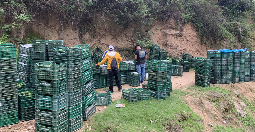 Áncash se consolida como la principal región exportadora de palta orgánica peruana Perú