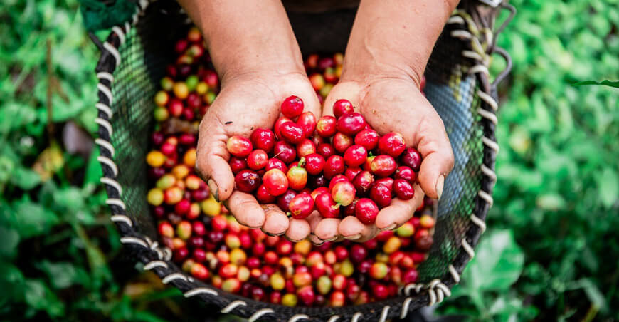 Perú cosecha de café peruano